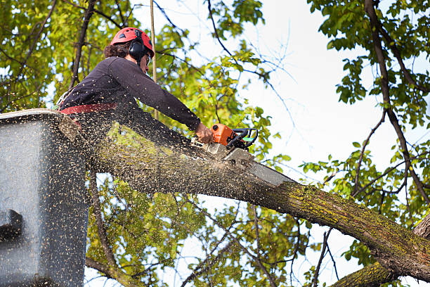 Professional Tree Service in Yale, OK